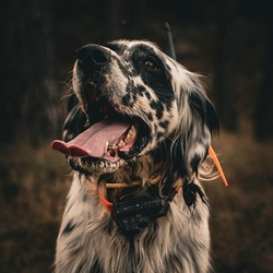 Dog Trace - Kratší obojek pro dalšího psa - DOG GPS X25 Short - kopie - kopie - kopie - kopie - kopie - kopie - kopie