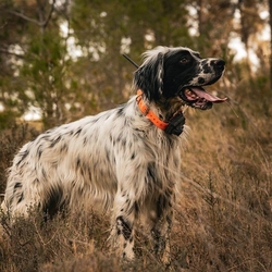 Obojek pro dalšího psa DOG GPS X25B- oranžová