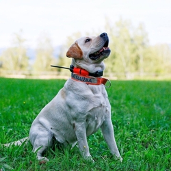 Vyhledávací zařízení pro psy DOG GPS X25