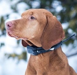 Náhradní obojek pro dalšího psa Dog Trace DOG GPS X20 - kopie