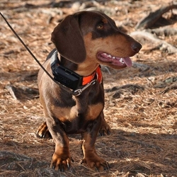 Náhradní obojek pro dalšího psa Dog Trace DOG GPS X20 - kopie
