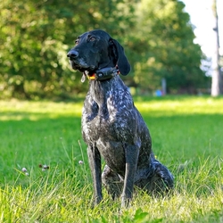 Dog Trace - Kratší obojek pro dalšího psa - DOG GPS X25B Short