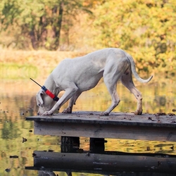 Vyhledávací zařízení pro psy DOG GPS X25 - kopie - kopie - kopie - kopie