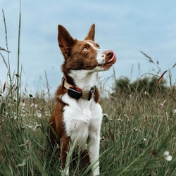 DOG GPS mini lokátor pro psy