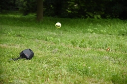 Samostatný vyhazovač míčků pro psy d‑ball UP